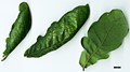 SpeciesSub: Heterophylla Group 'Cucullata' SpeciesSub: Heterophylla Group 'Cucullata'